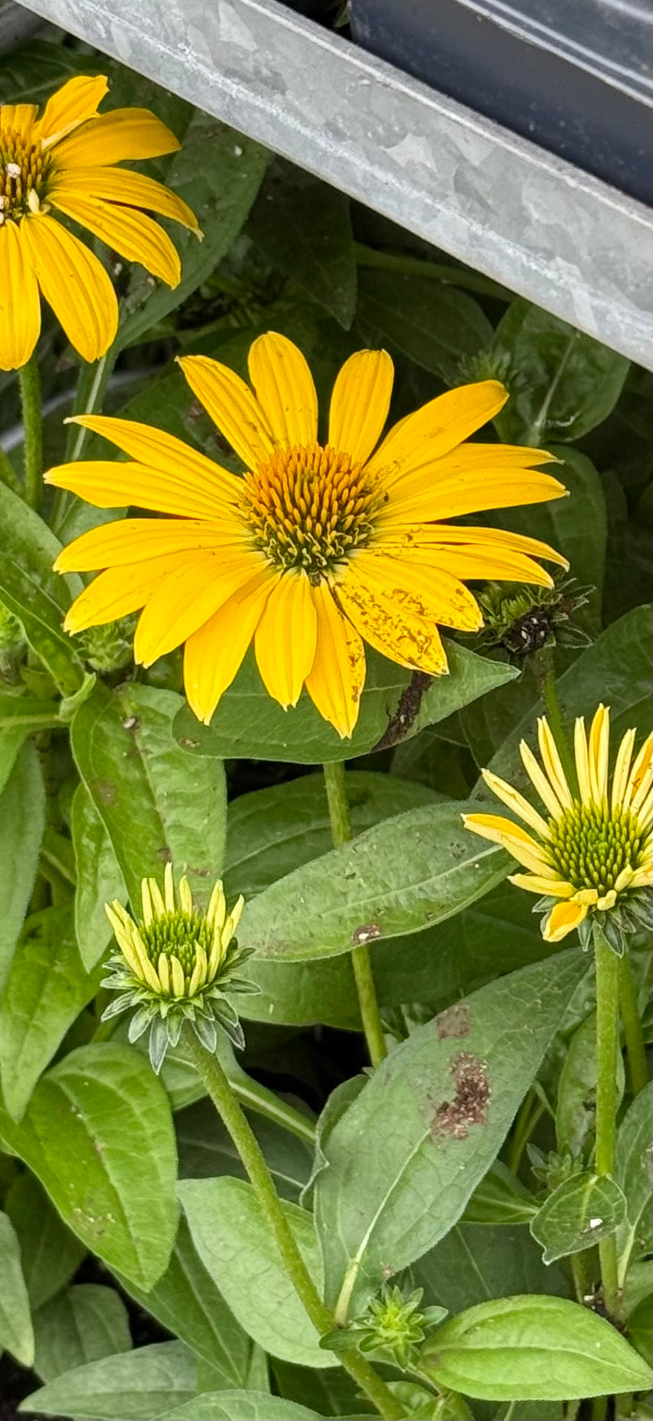 1 gal Echinacea (Coneflower)