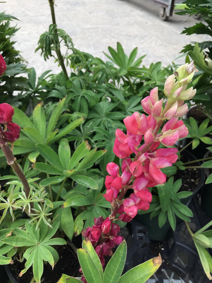 Lupine 'Lupinus' 1 Gal