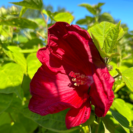 10" Perennial Hibiscus 'Porch Ready'