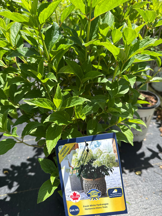 Hydrangea Paniculata ' Fresh White '