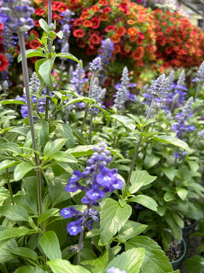 4" Annual Salvia (Sage)