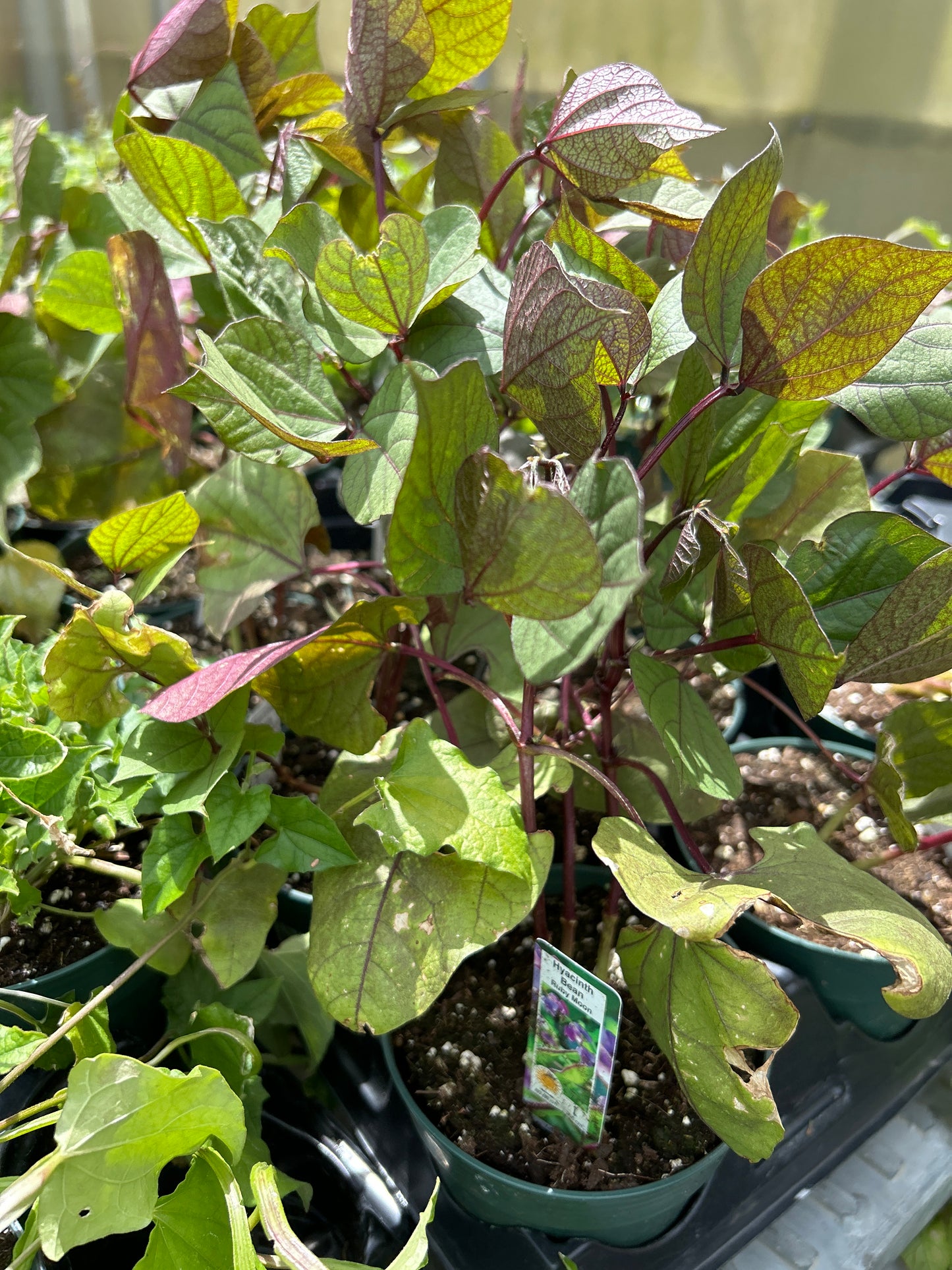 4.5" Hyacintha Bean Ruby Moon