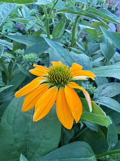 1 gal Echinacea (Coneflower)