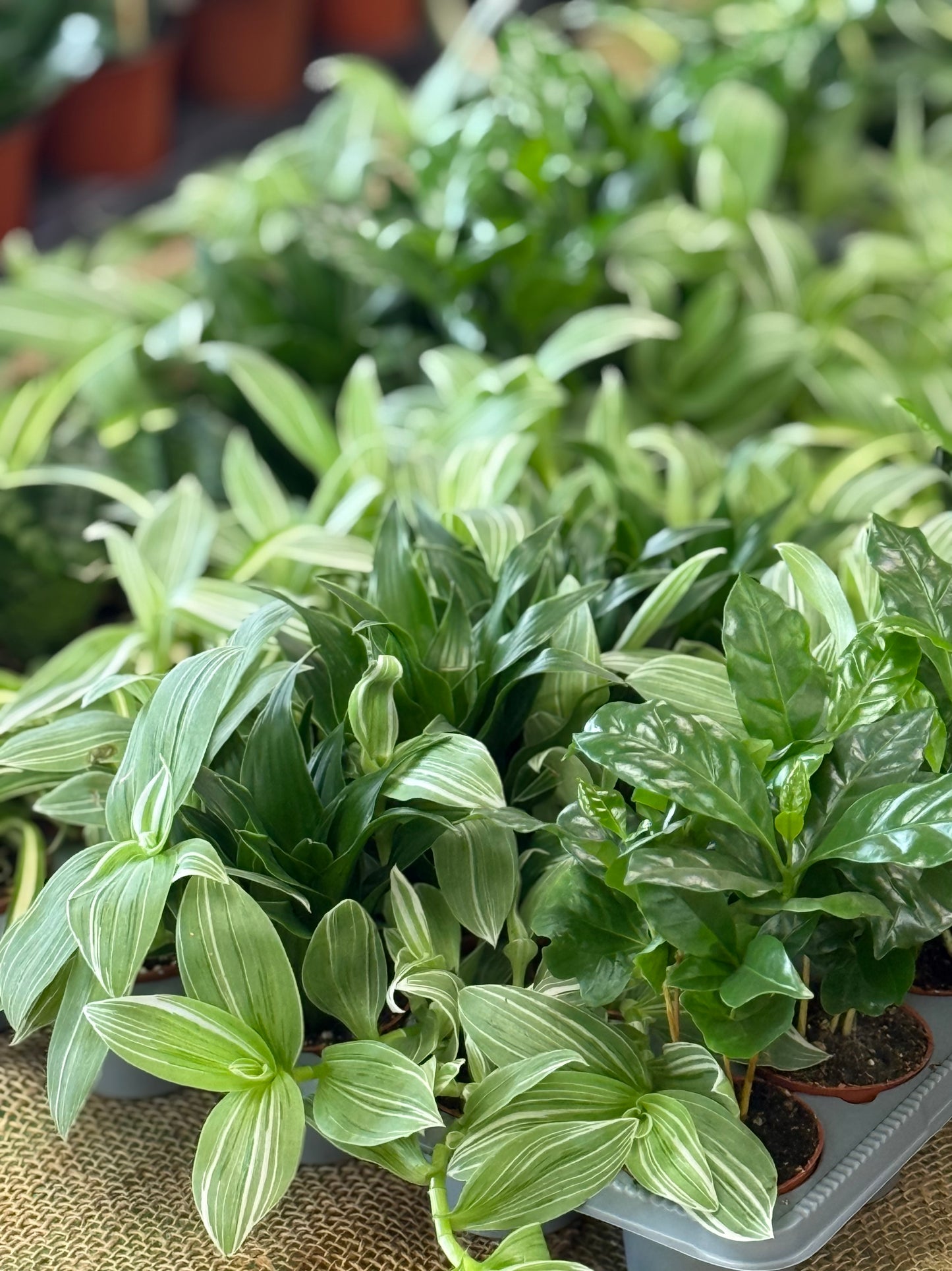 2.5" Assorted Tropicals