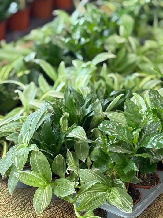 2.5" Assorted Tropicals