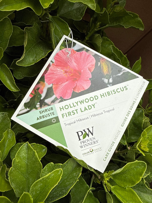 8" Tropical Hibiscus 'Hollywood Bush' PW