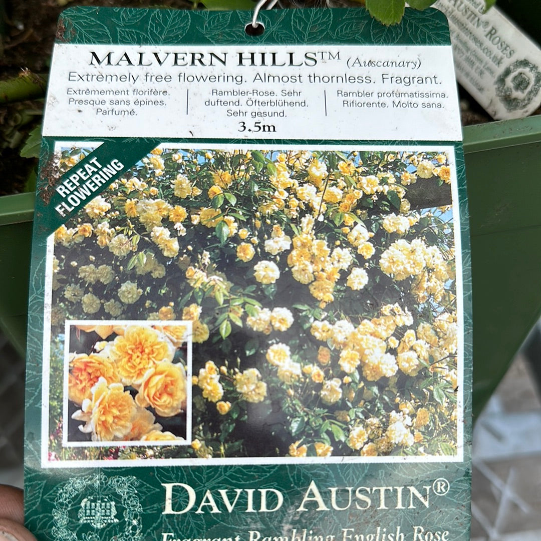 David Austin Rose 'Malvern Hills'