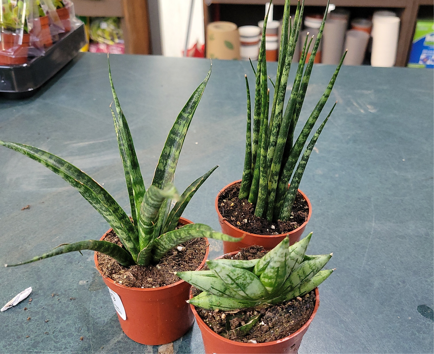 Snake Plant varieties