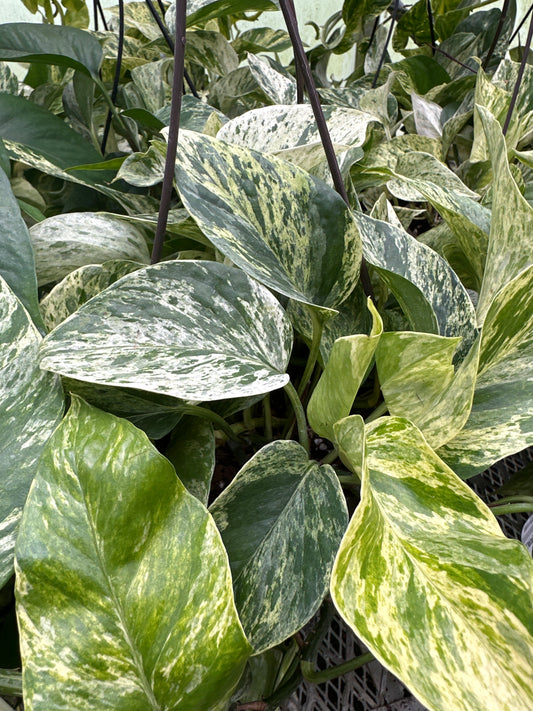 6.5" Marble Queen Pothos Hanging Basket