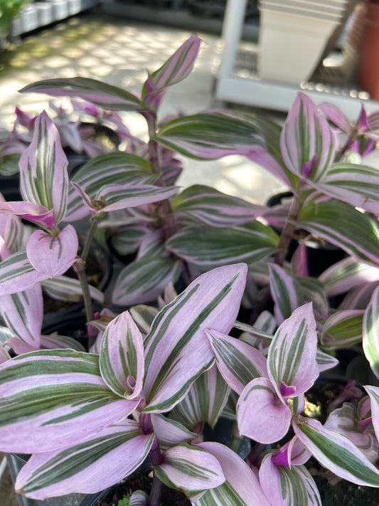 Tradescantia Hanging Baskets 'Wandering Dude'