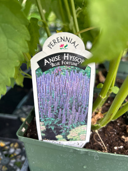 1 Gal Agastache (Hyssop)