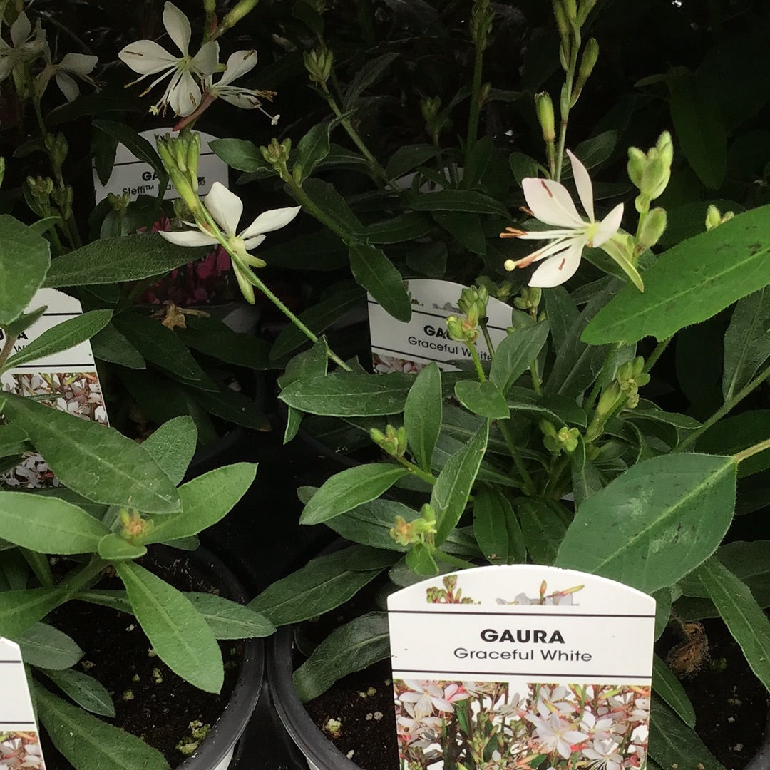 4" Gaura