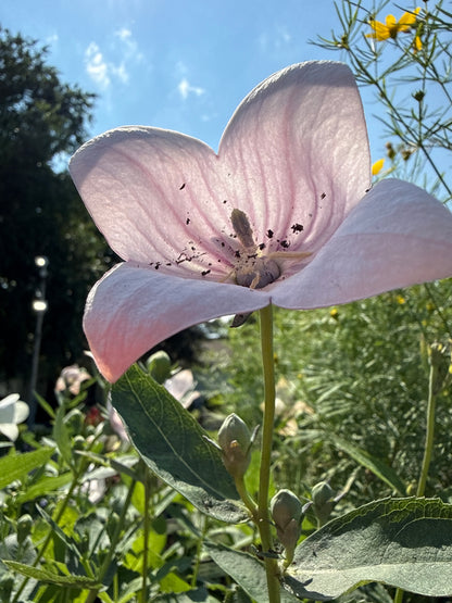 4" Balloon Flower