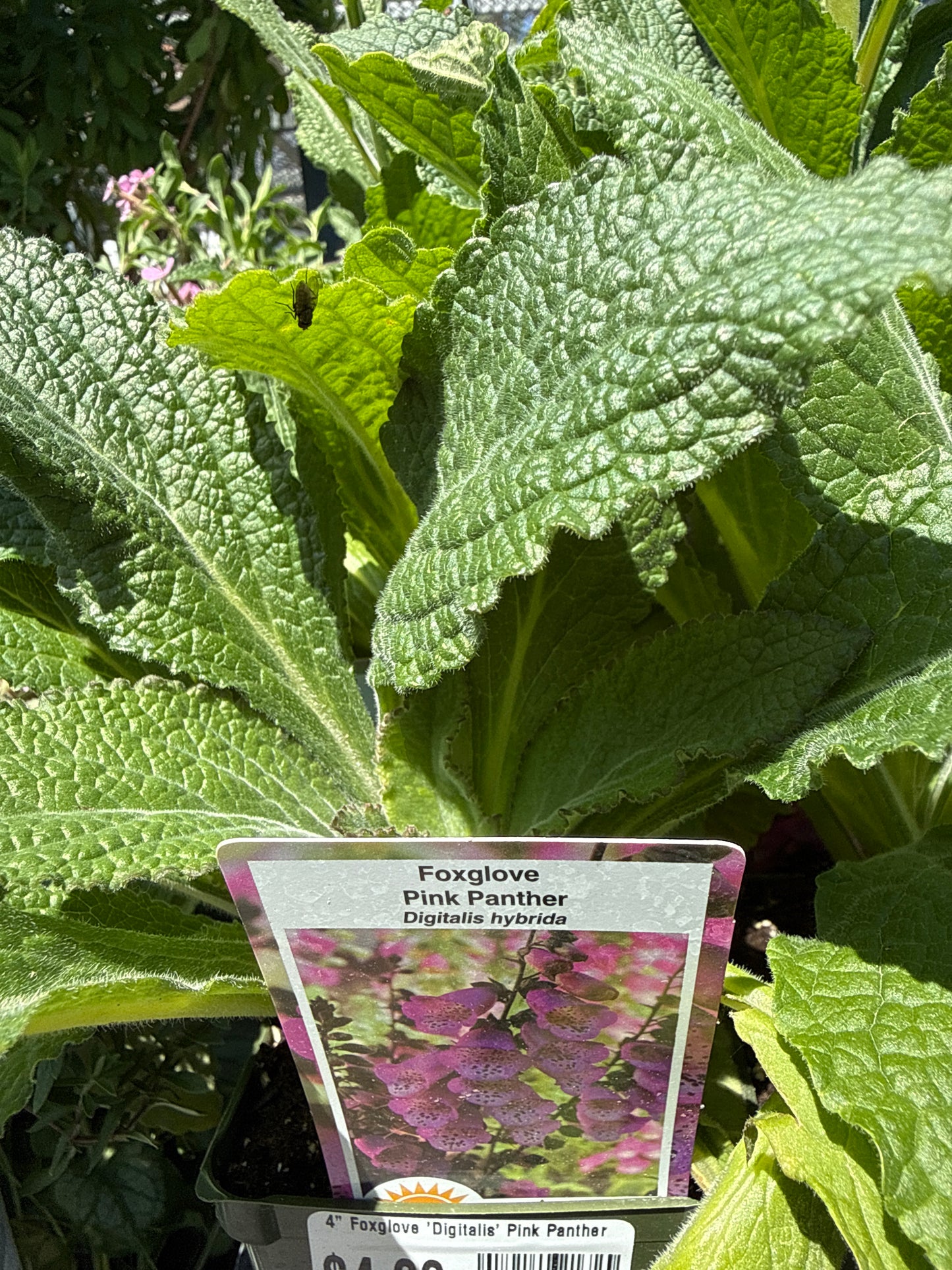 4" Foxglove 'Digitalis'