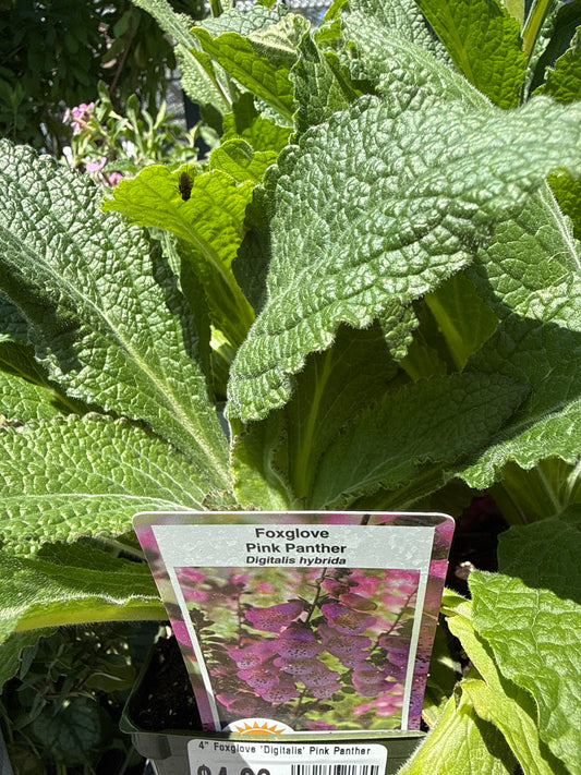 4" Foxglove 'Digitalis'