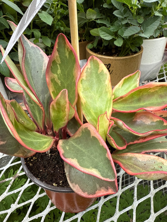 4" Peperomia Obtusfolia Varigated