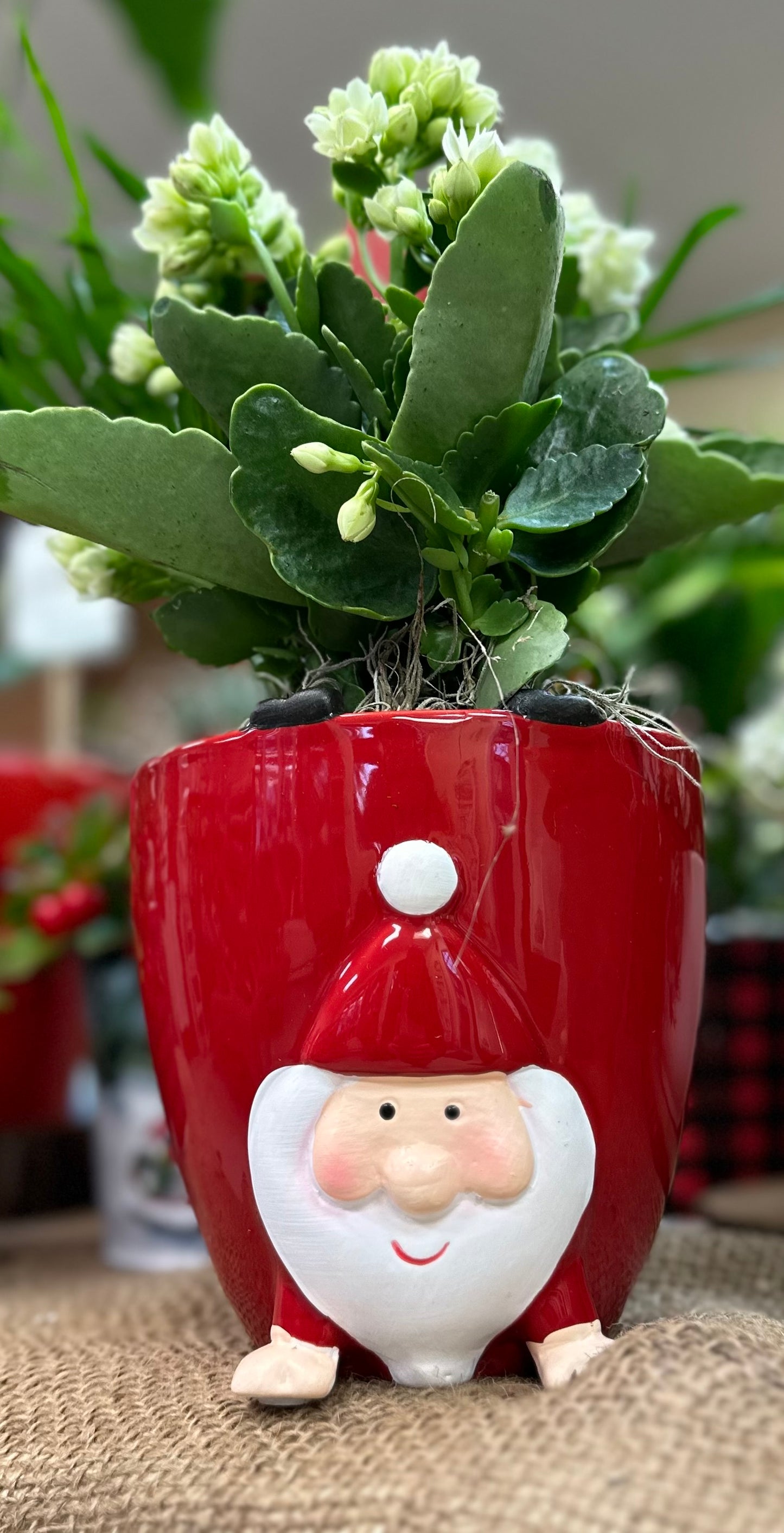 Festive Gnome Arrangement (Ceramic)