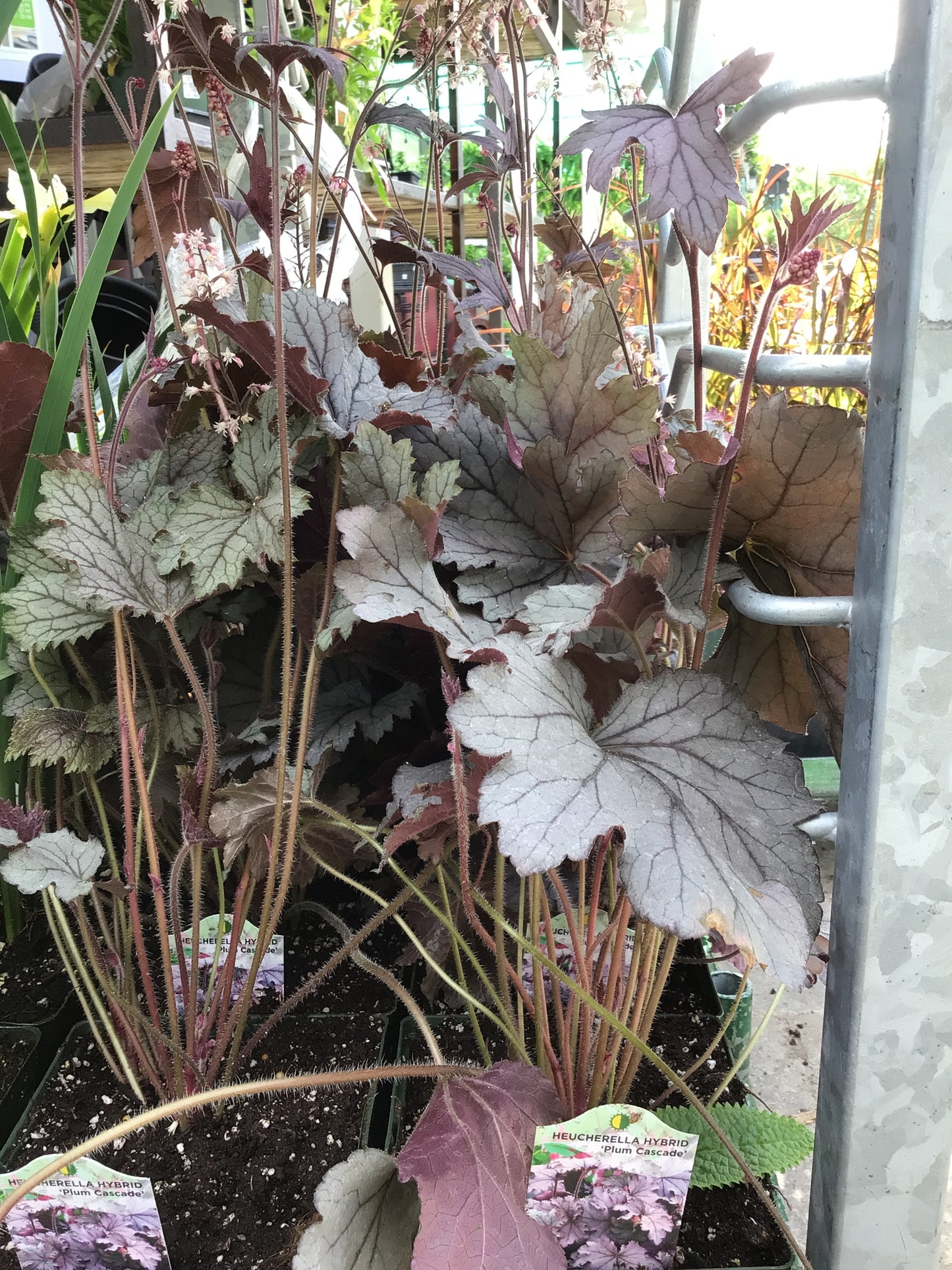 1 Gal Heuchera (Coral Bells)