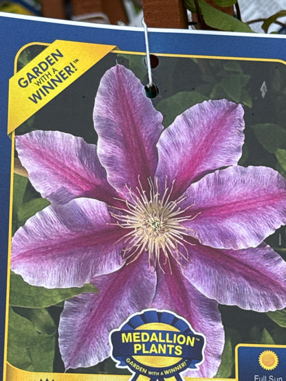 1 Gal Clematis