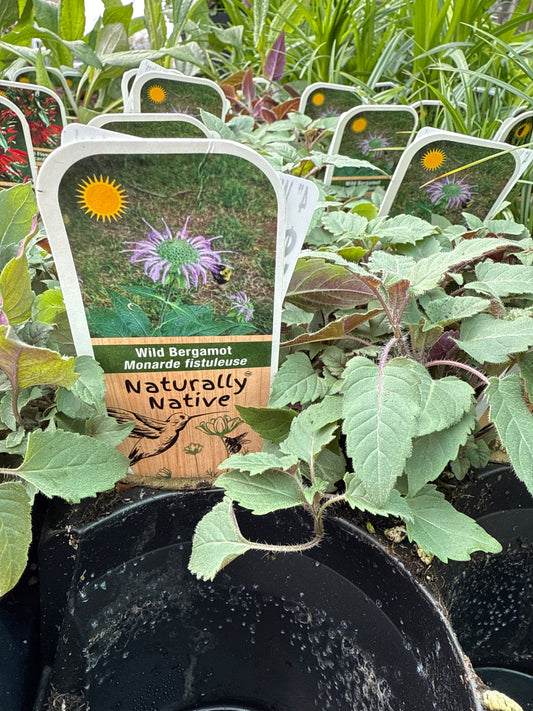Wild Bergamot 'Monarda Fistulosa'