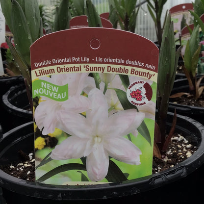 1 Gal Lily (Asiatic/Oriental)