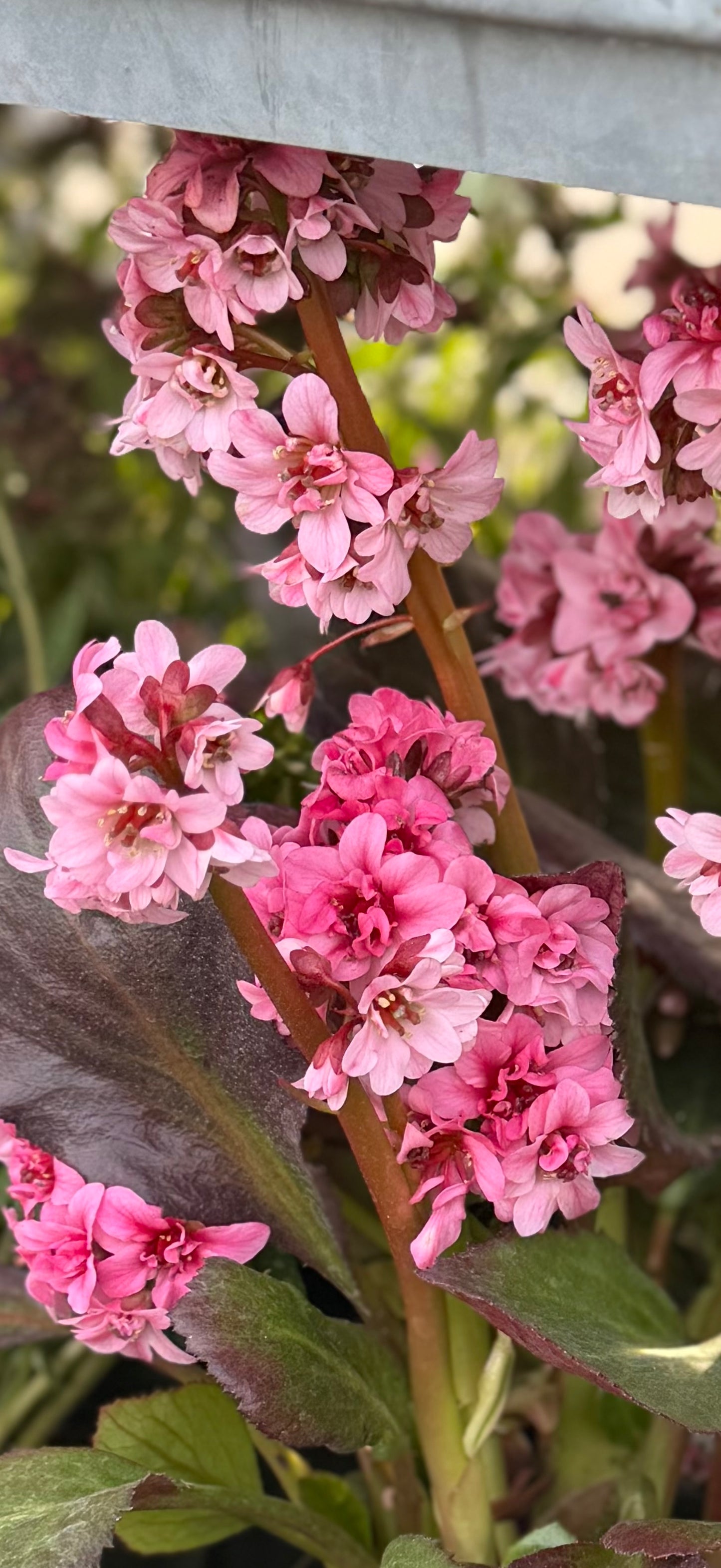 Bergenia