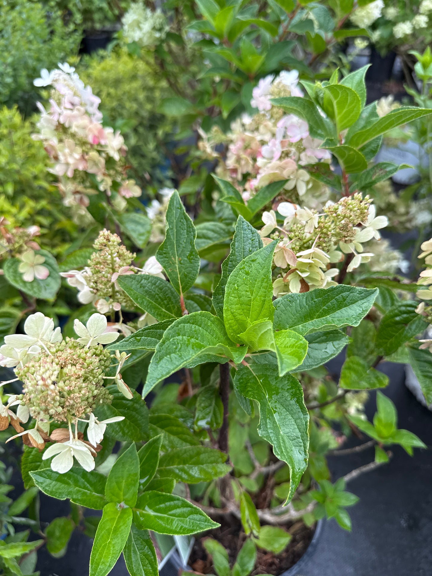 Pinky Winky Prime Hydrangea