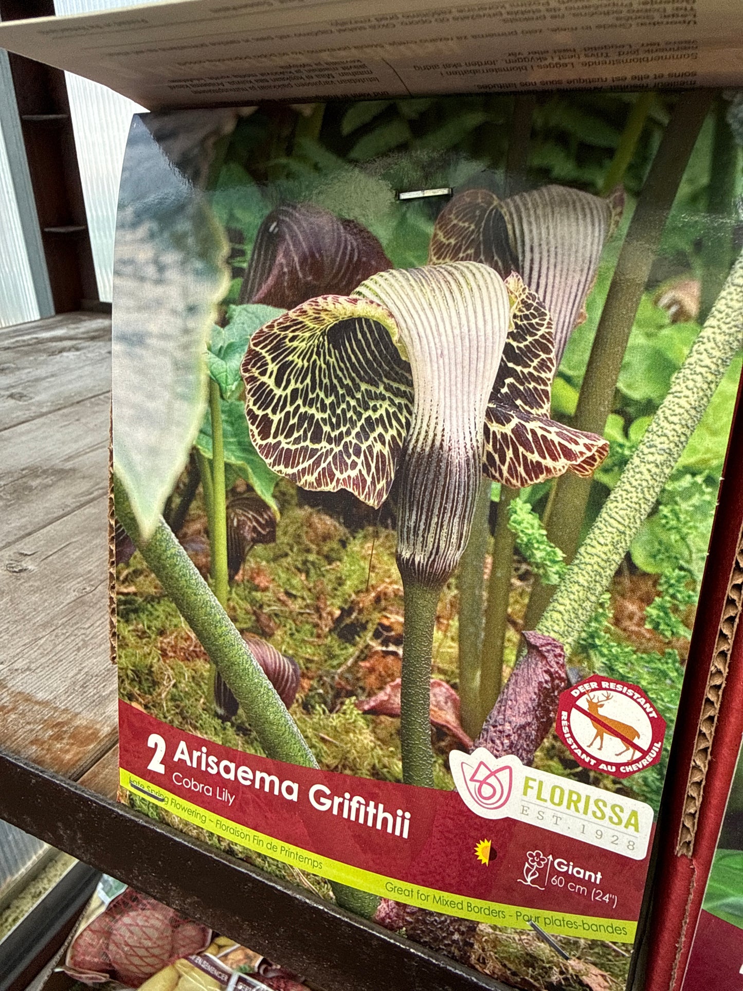 Native Corms and Rhizomes