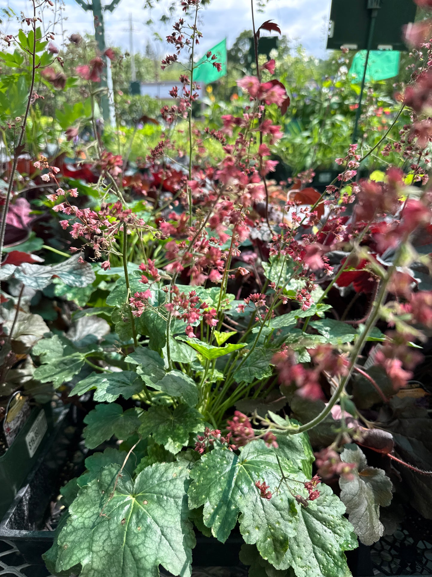 1 Gal Heuchera (Coral Bells)
