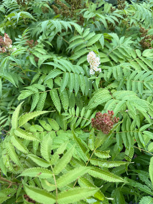 False Spirea