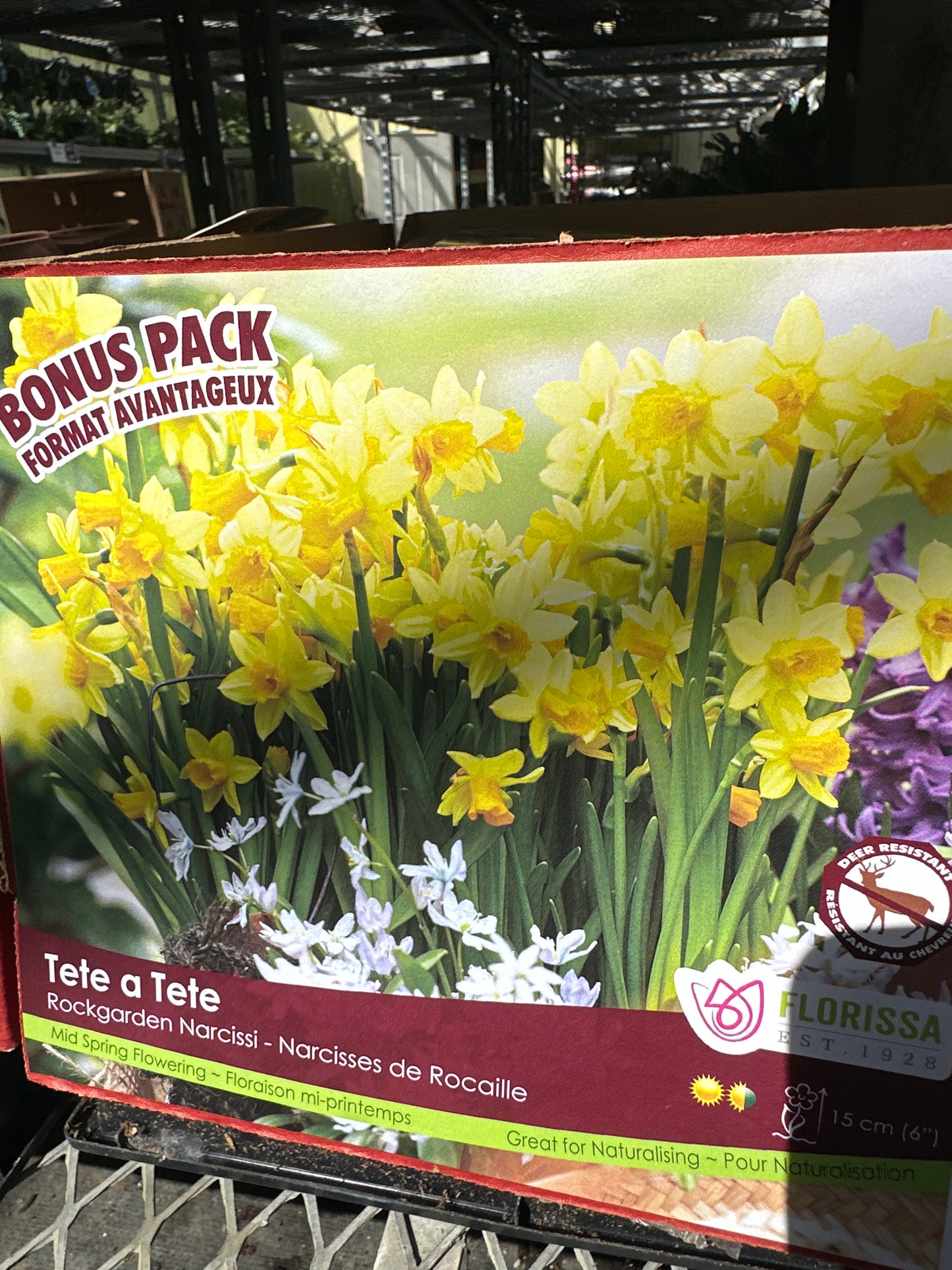 Daffodil Bulbs (Narcisses)