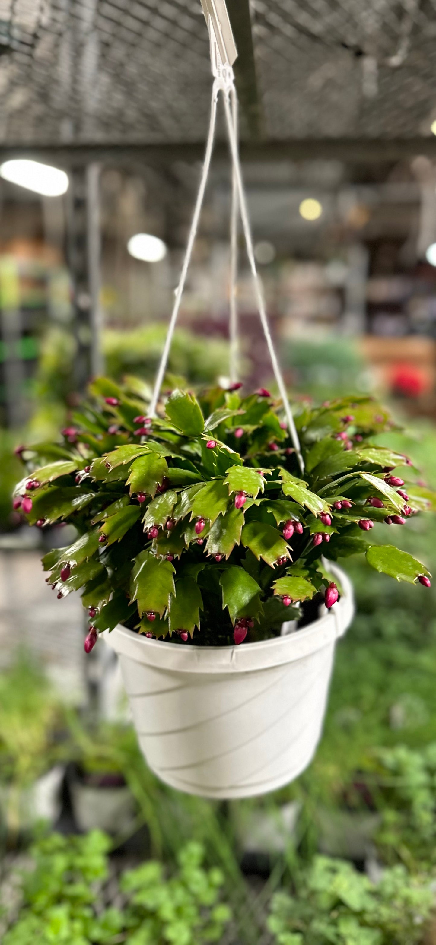 6" Hanging Christmas Cactus 'Zygocactus'