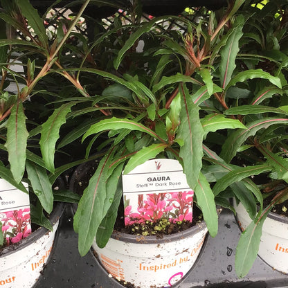 4" Gaura