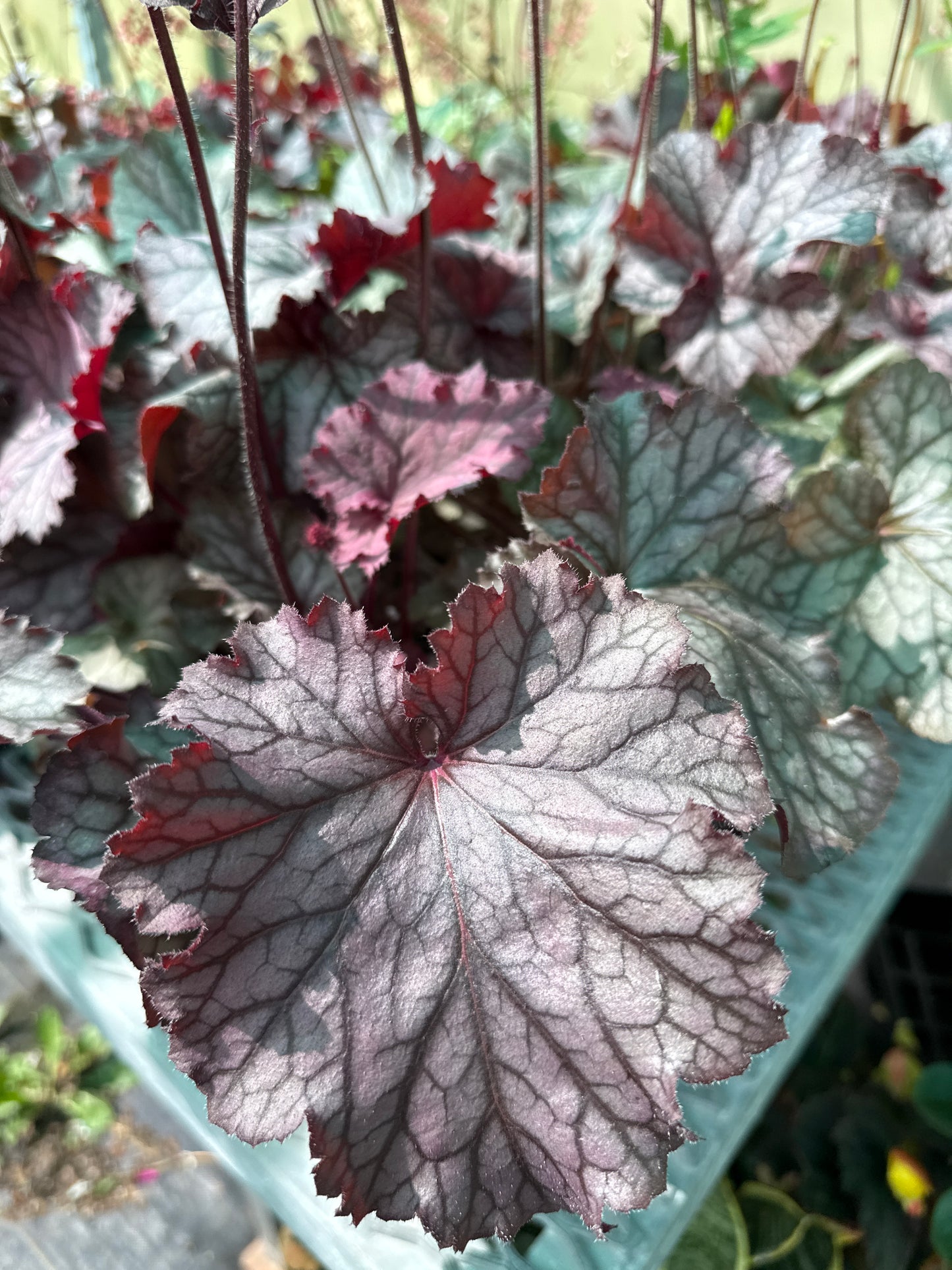 1 Gal Heuchera (Coral Bells)