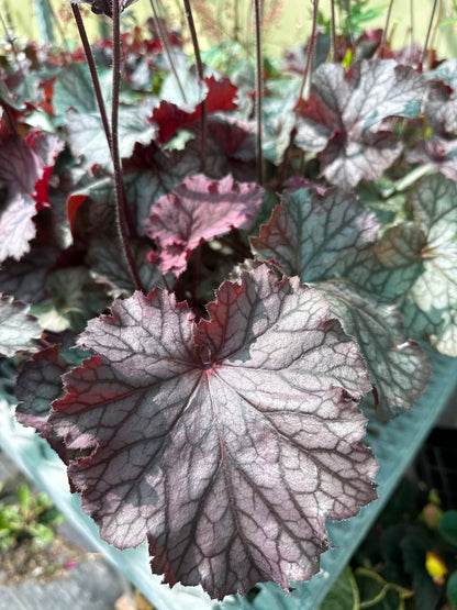 1 Gal Heuchera (Coral Bells)