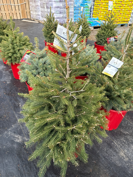 Norway Spruce