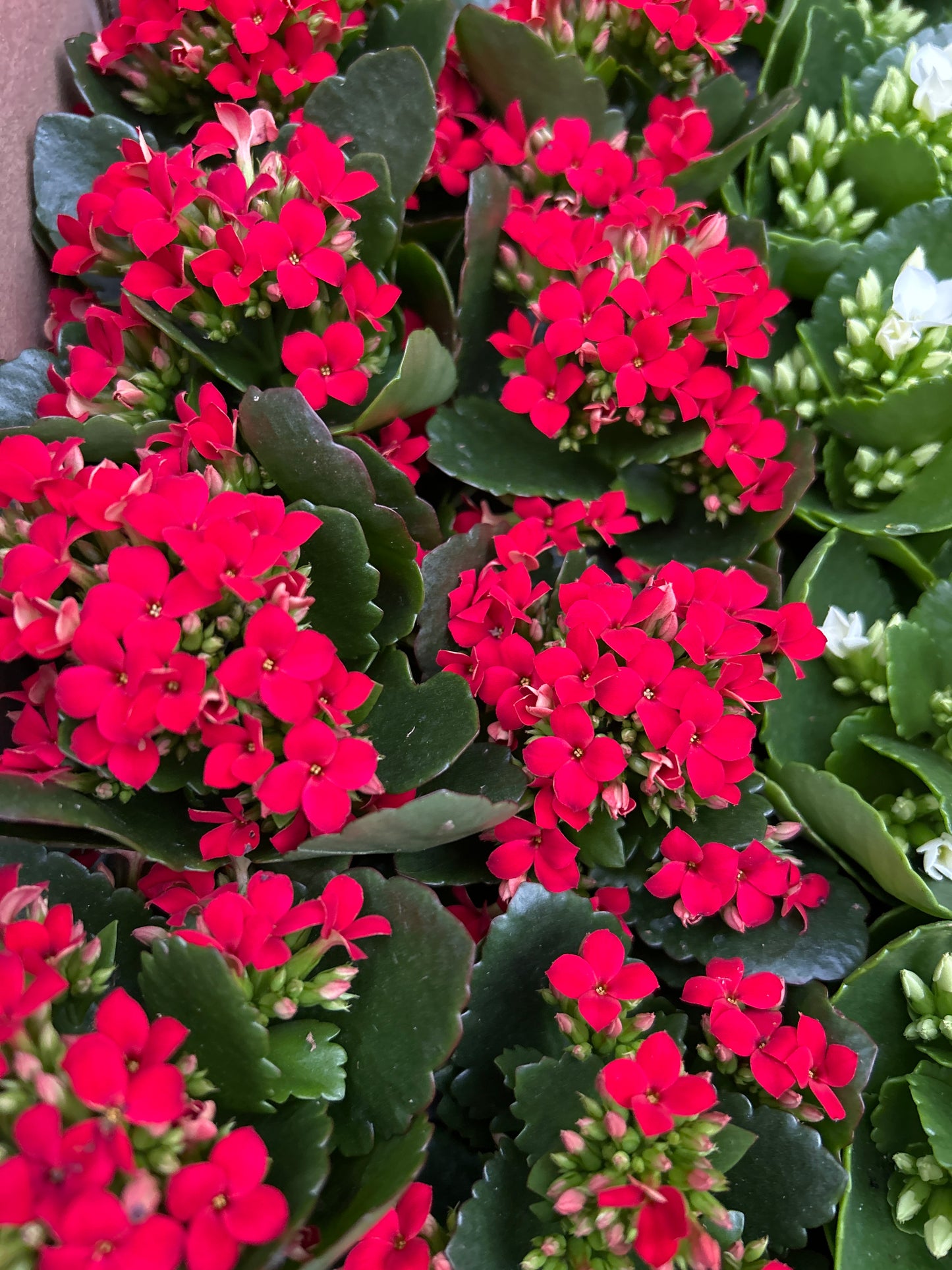 Kalanchoe