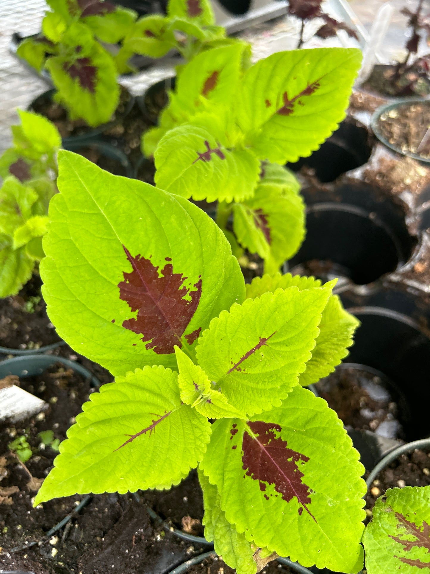 4" Kong Coleus