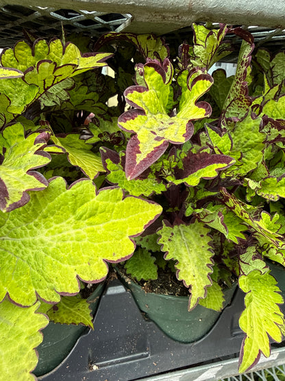4" Coleus