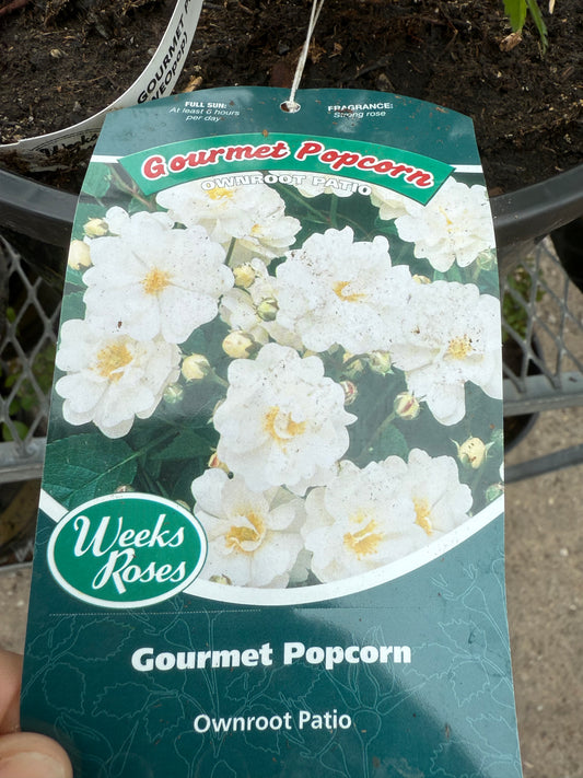 Weeks Roses 'Gourmet Popcorn'