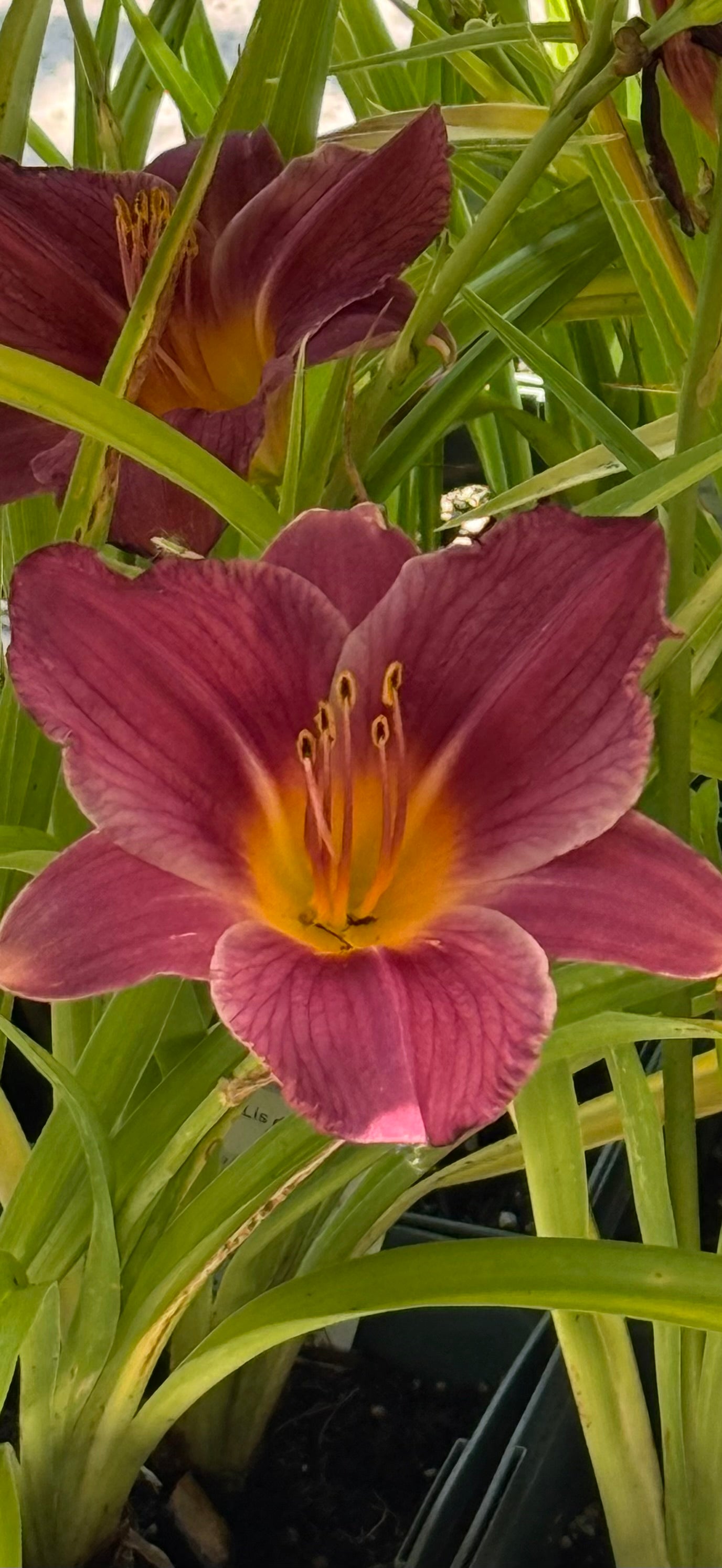 1 Gal Daylily (Hemerocallis)