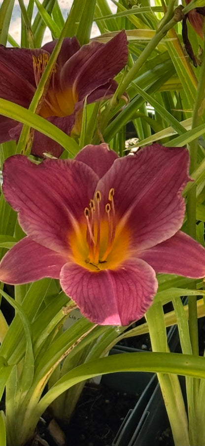 1 Gal Daylily (Hemerocallis)