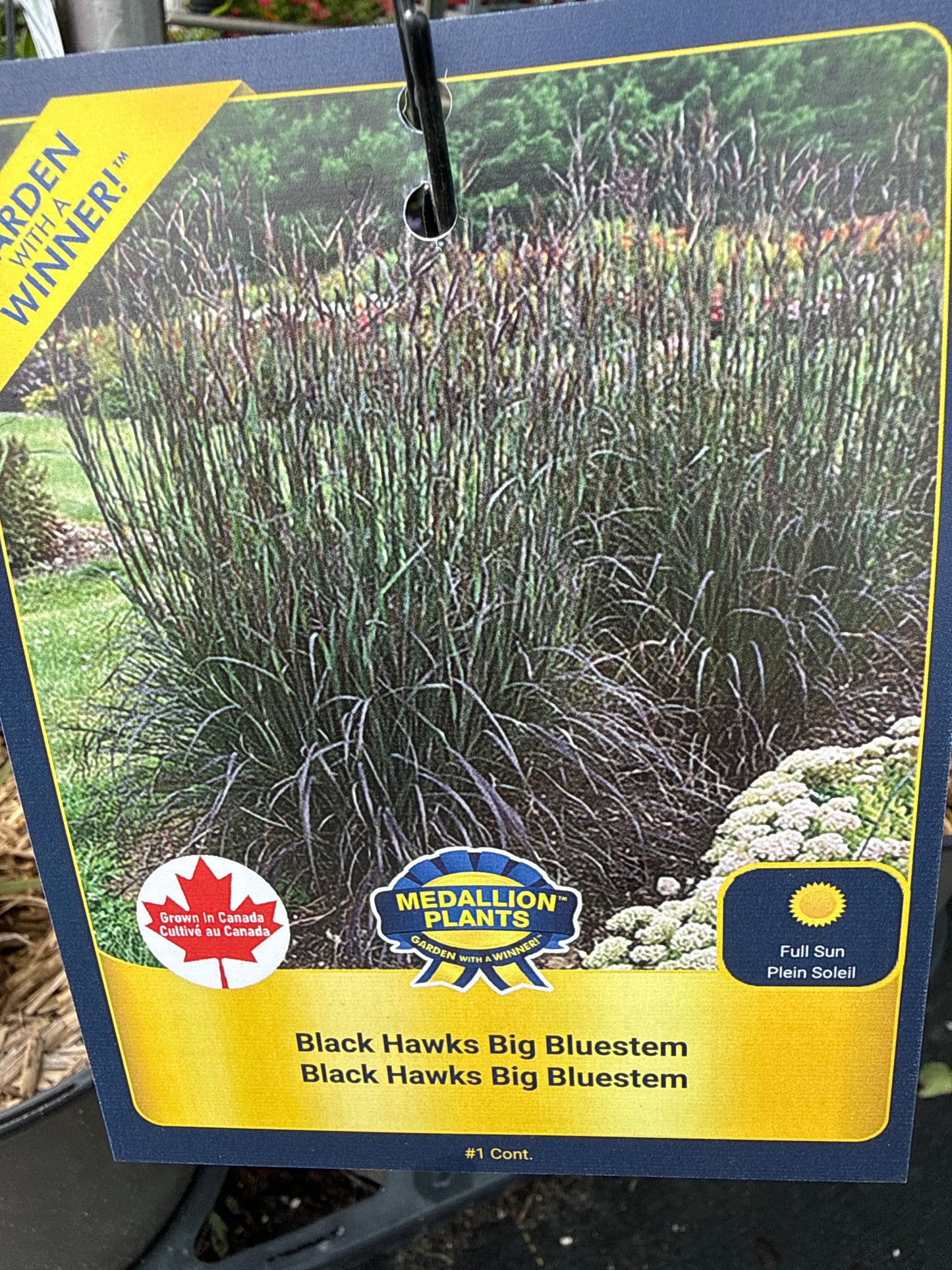 Chinese Fountain Grass 'Pennisetum Alpecuroides'