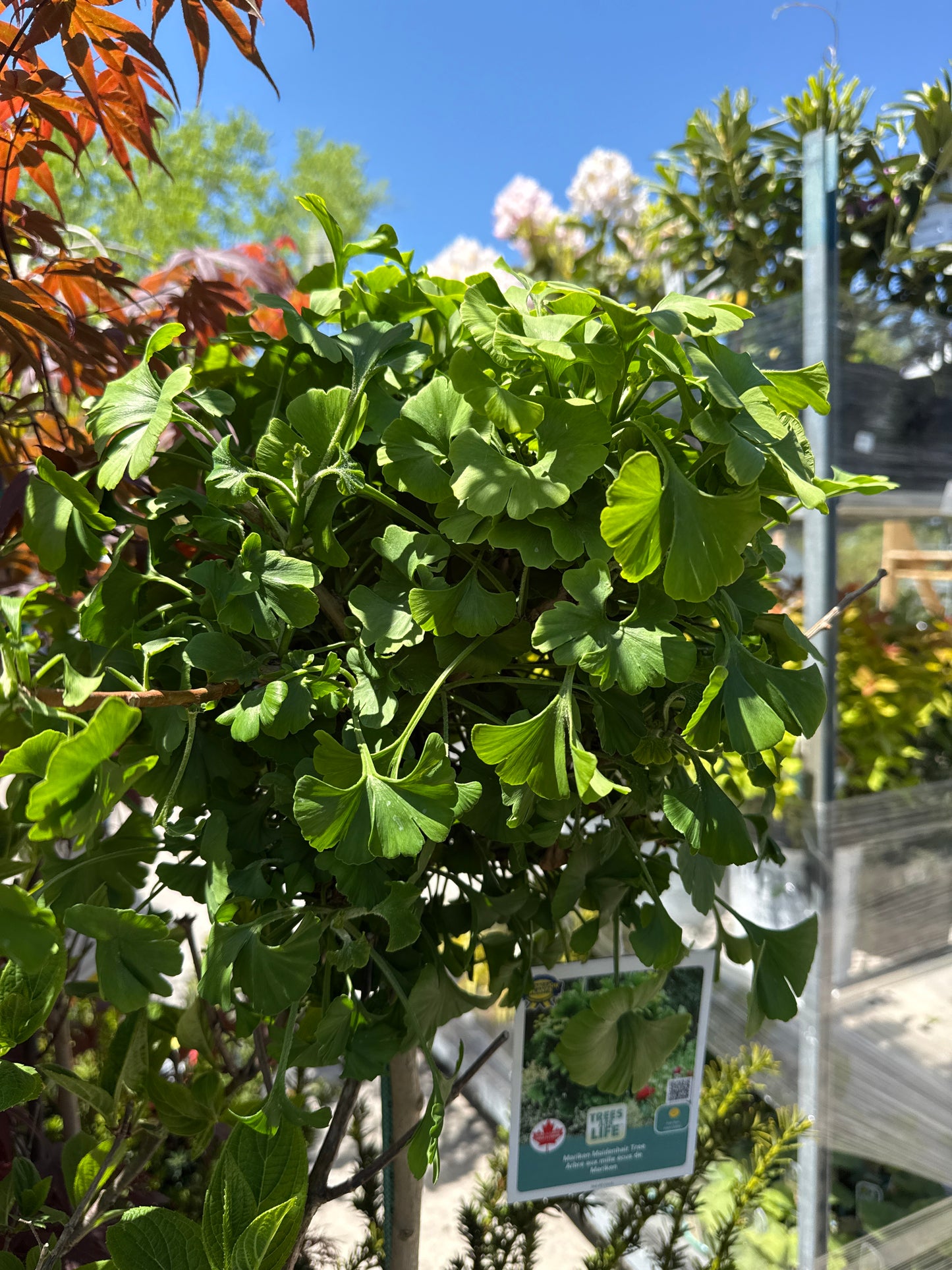 Ginkgo Biloba 'Mariken' Tree