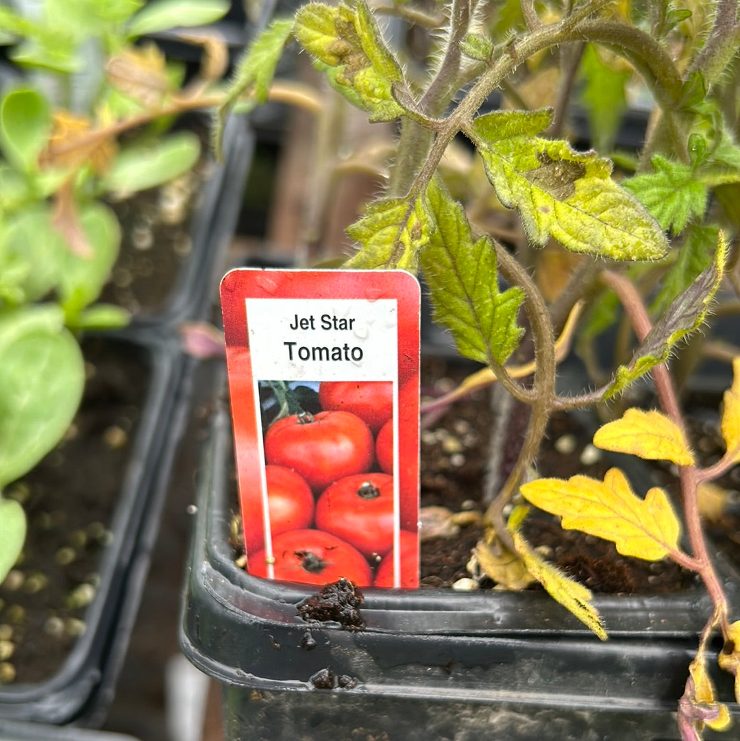Tomato plant ( Multi Pack)