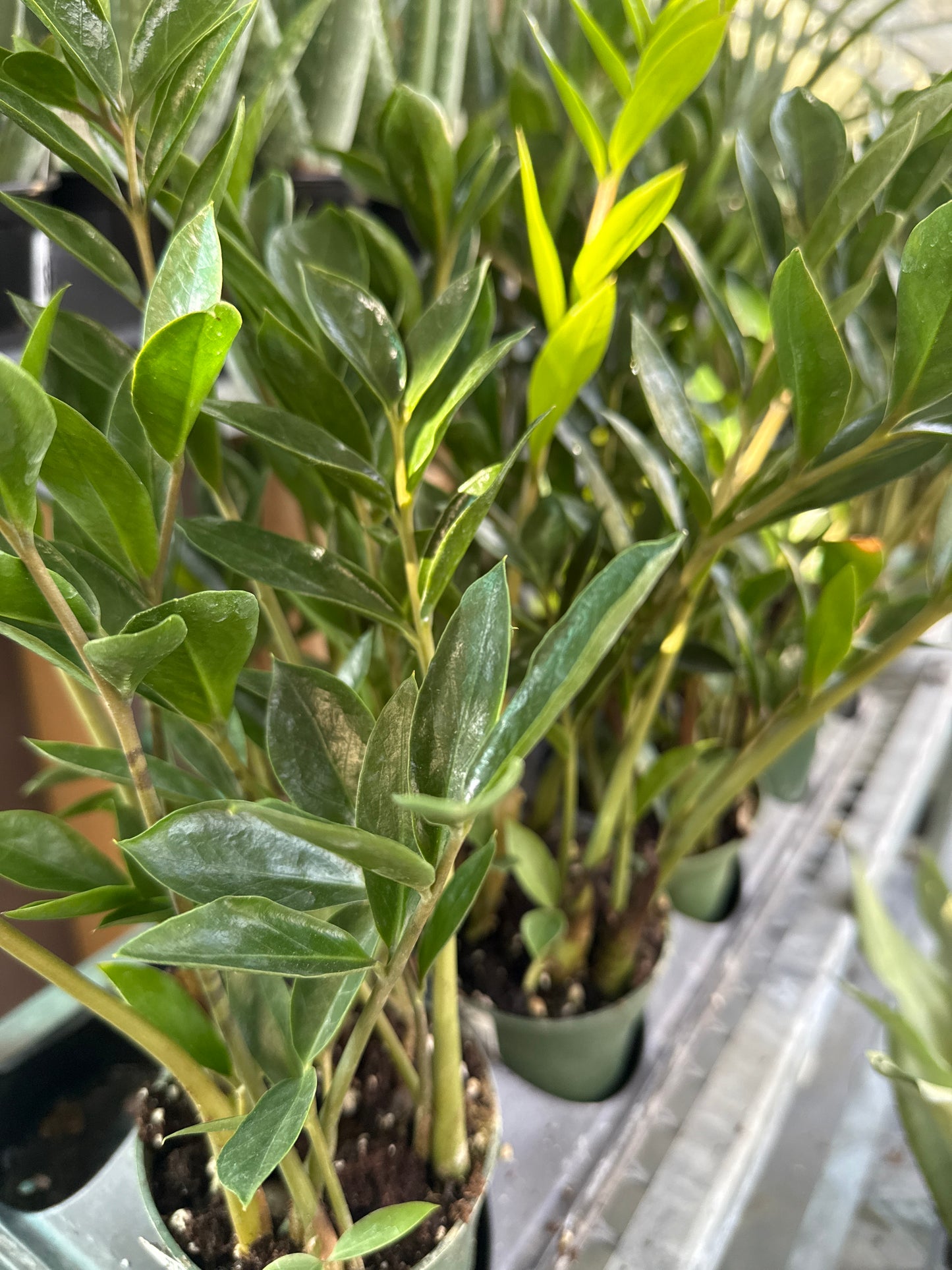 ZZ Plant 'Dwarf' "Zamicro"