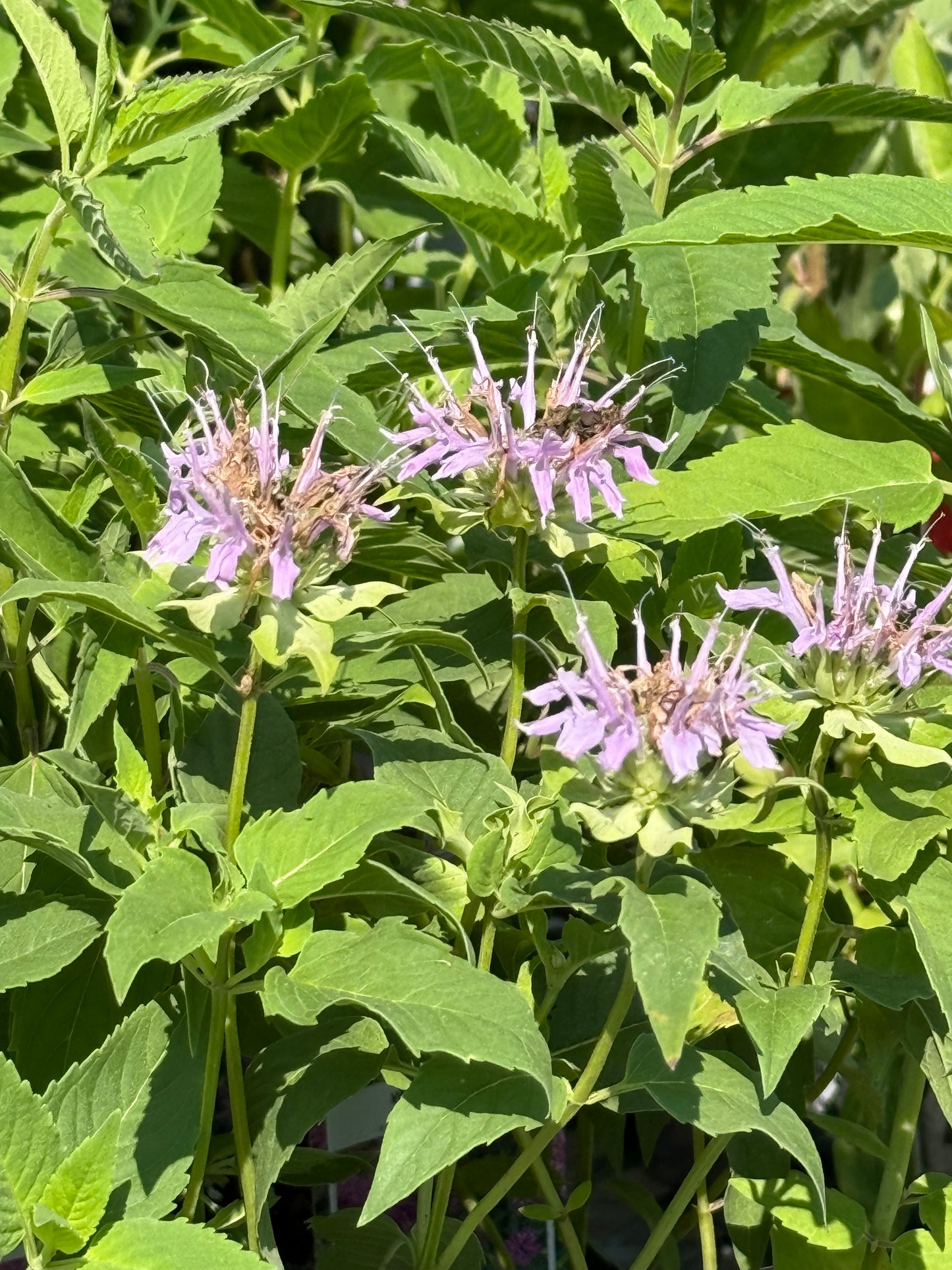 4" Bee Balm 'Monarda'