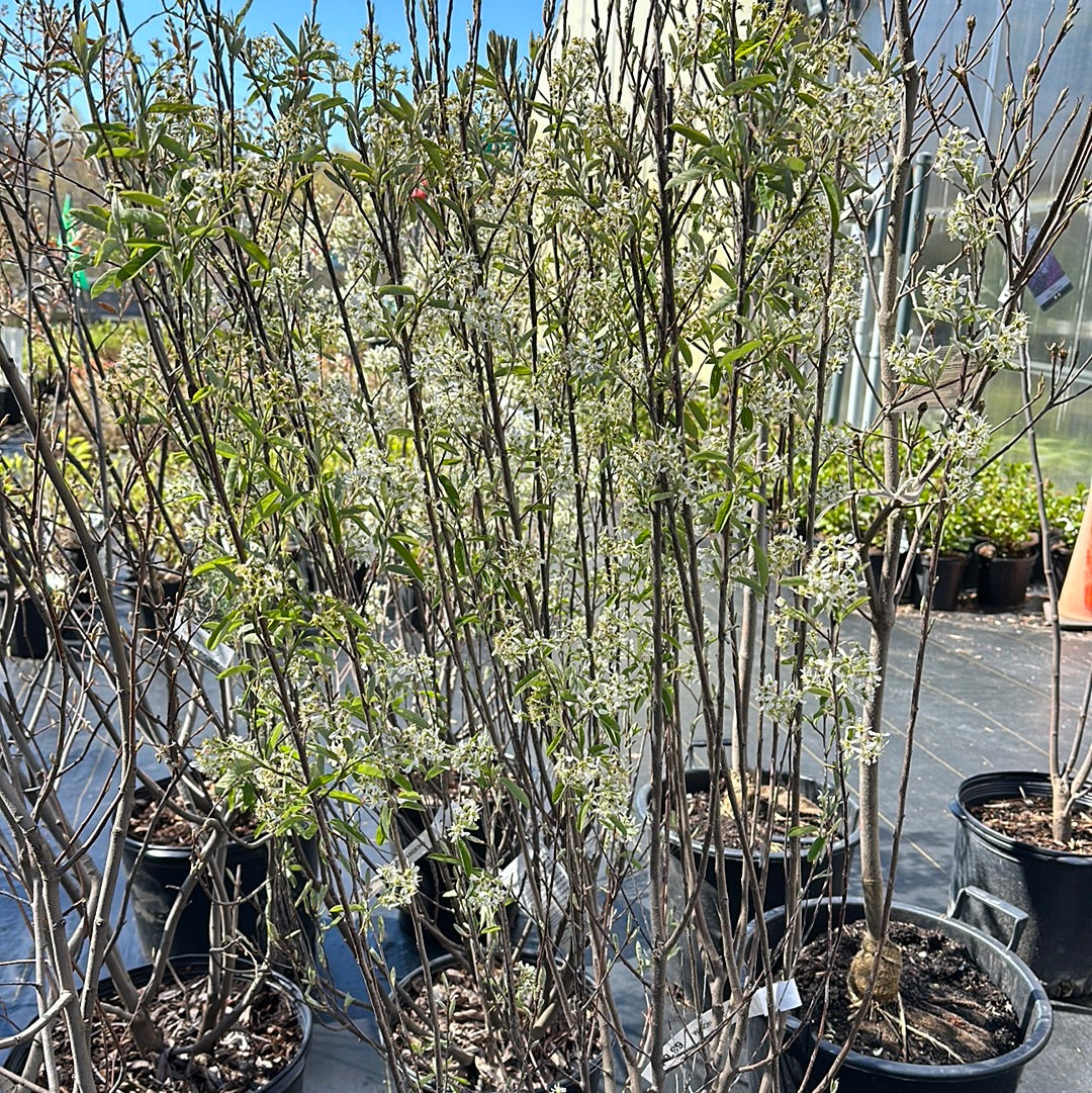 Rainbow Pillar Serviceberry