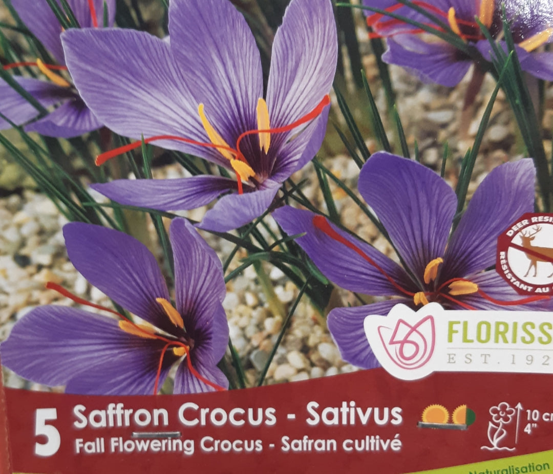 Fall Flowering Crocus Bulbs