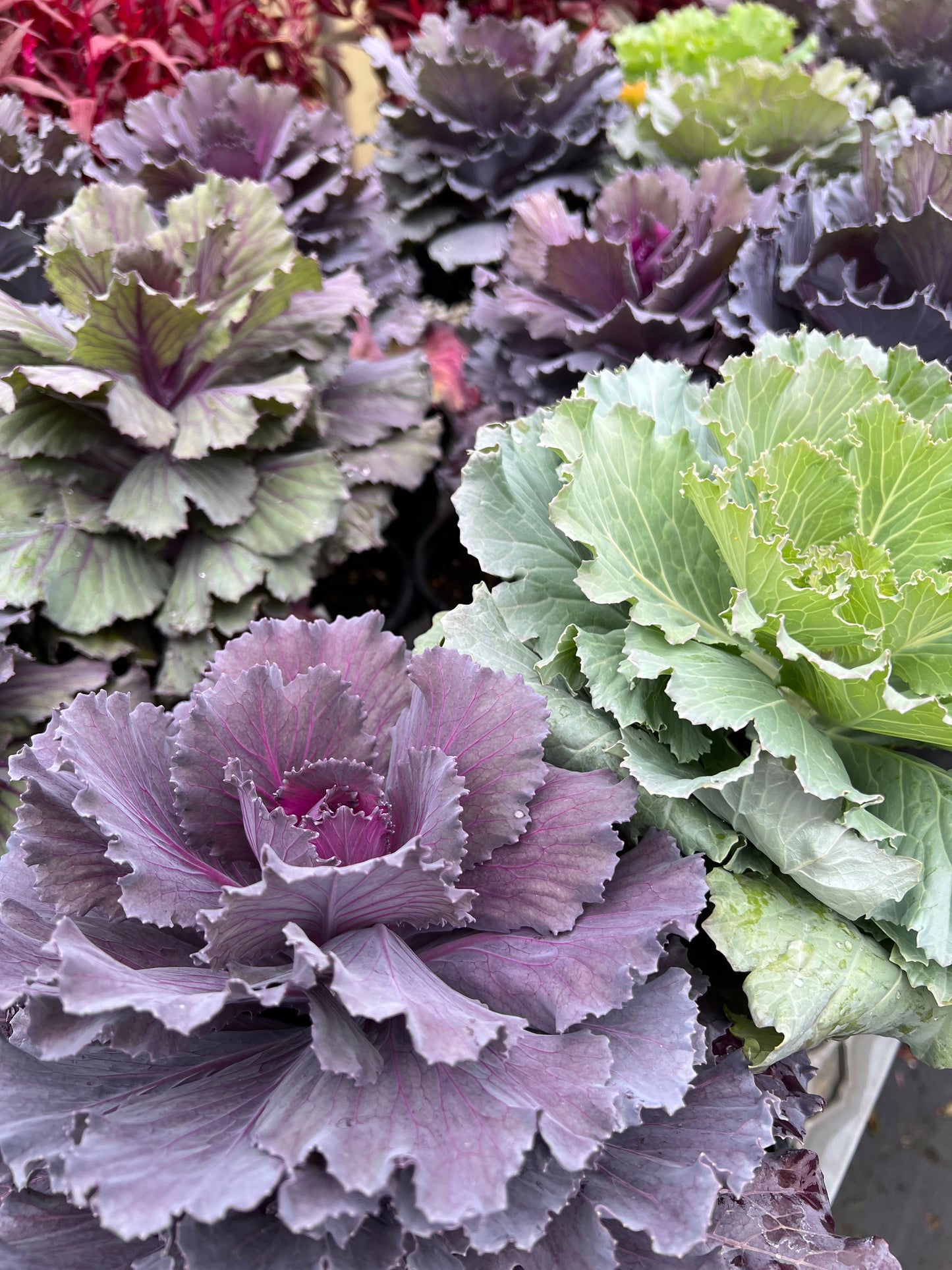 6" Ornamental Kale/Cabbage